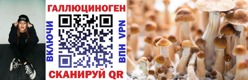 МЕГА как войти  Кувшиново  Псилоцибиновые грибы Psilocybine cubensis 
